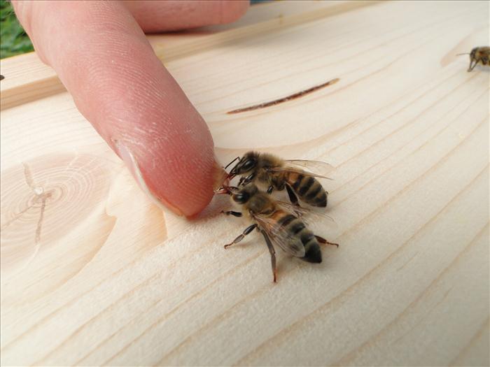 Honig vom Finger geleckt