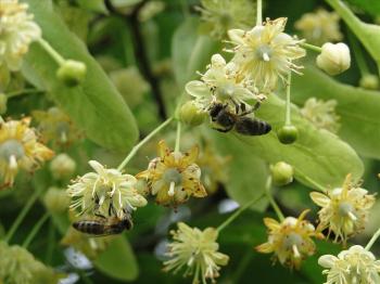 Bienen an Lindenblüten