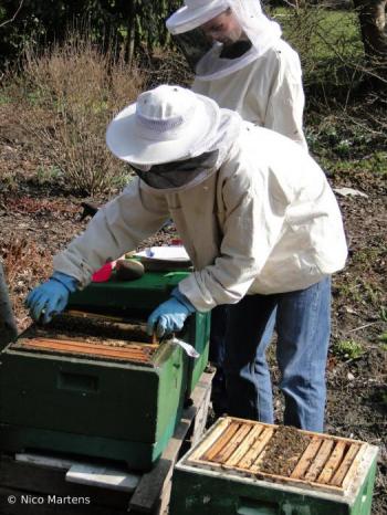 Arbeiten am Bienenvolk