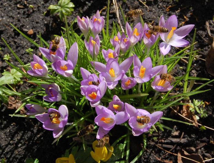 Bienen am Krokus