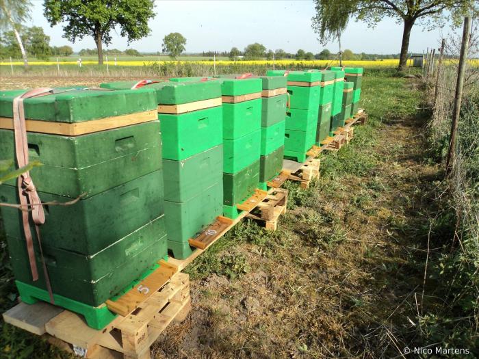 Raps Buxtehude 2011