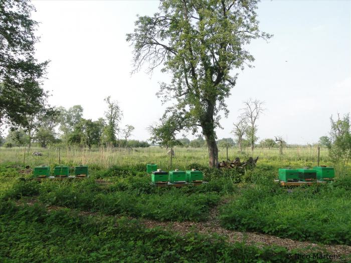 Ablegerstand 2011