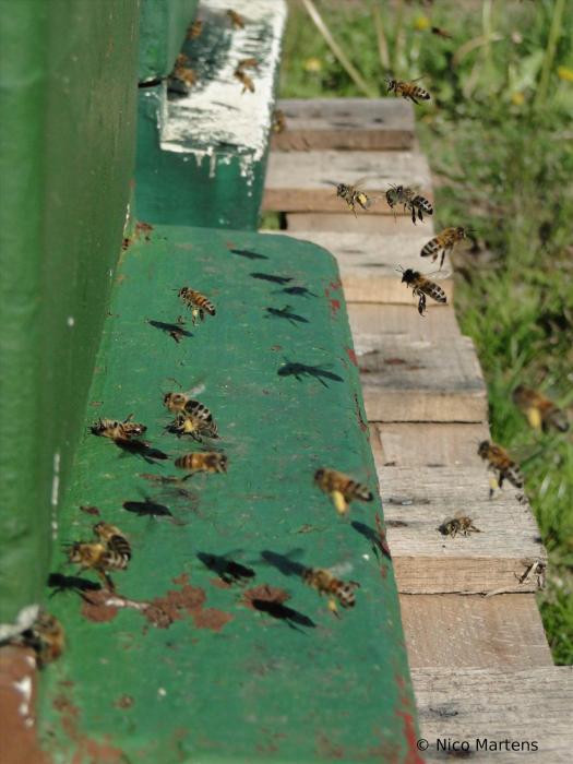 Bienen am Flugloch