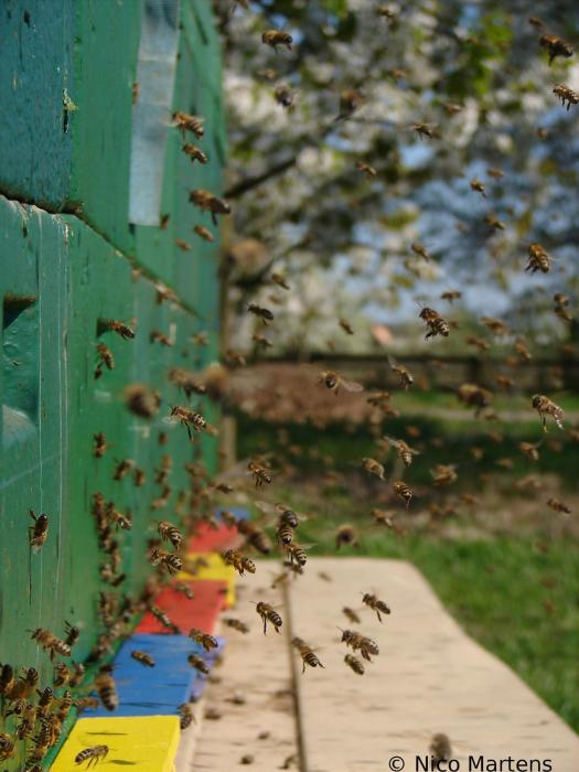 Bienen am Flugloch 2
