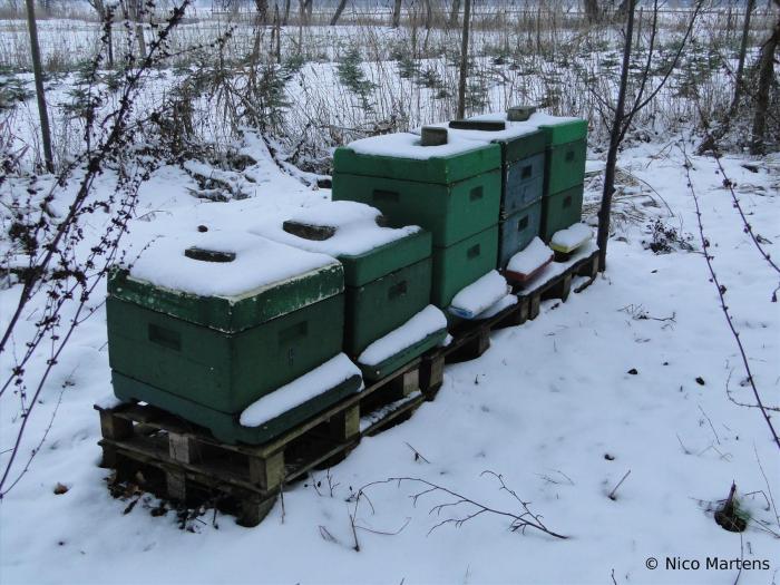 Winter Moor