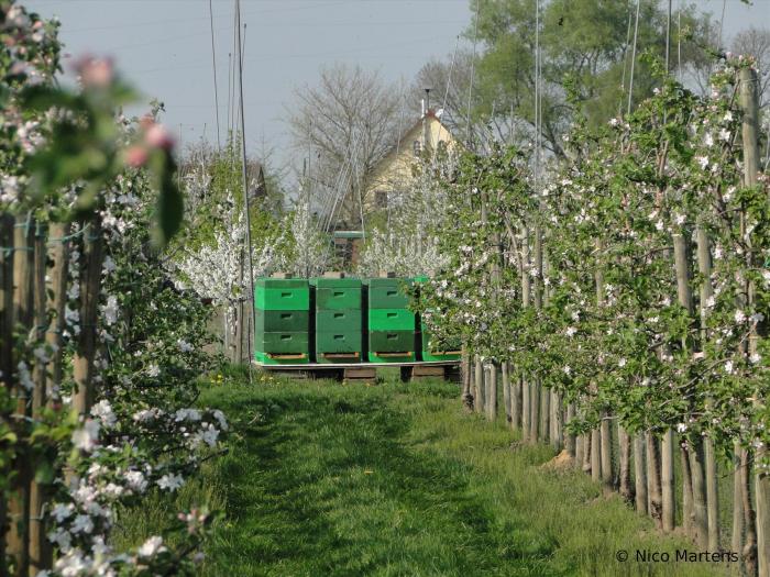 Stand Obst 2011
