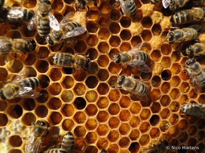 Bienenbrot
