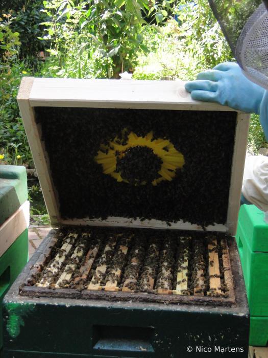 Unter Bienenflucht