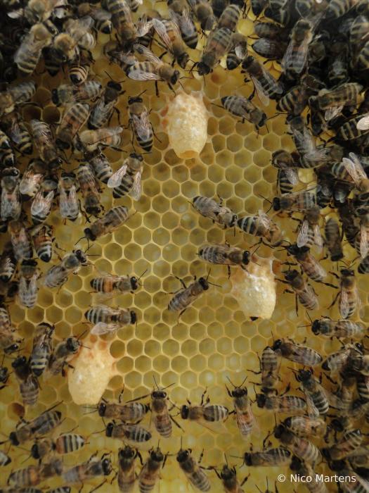 Weiselzelle auf Wabe ohne Bienen