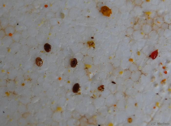 Varroa 2