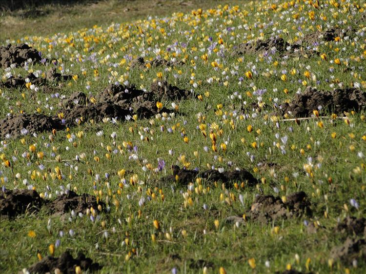 Krokusse