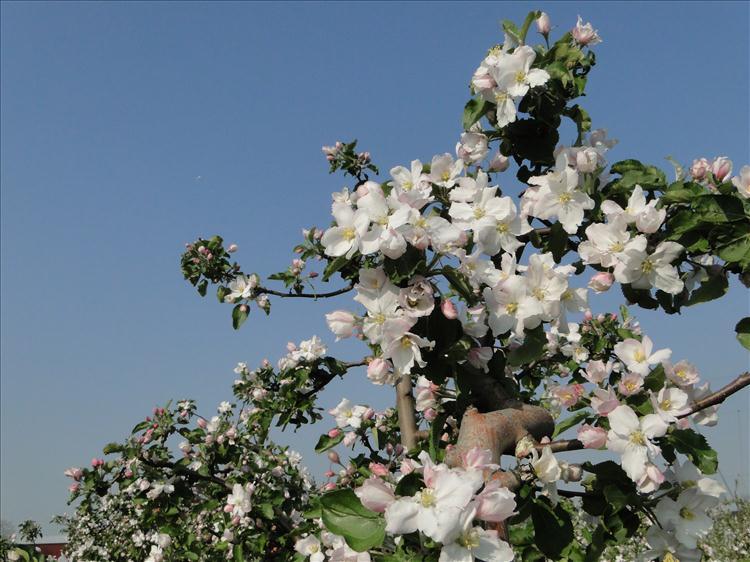 Apfel