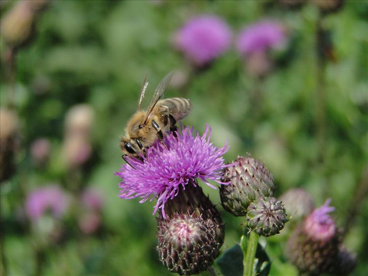 Distel