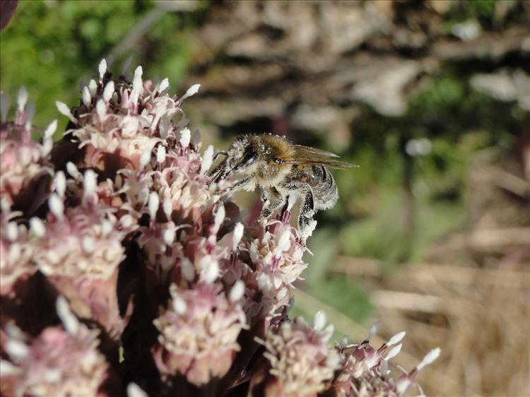 Pestwurzbiene