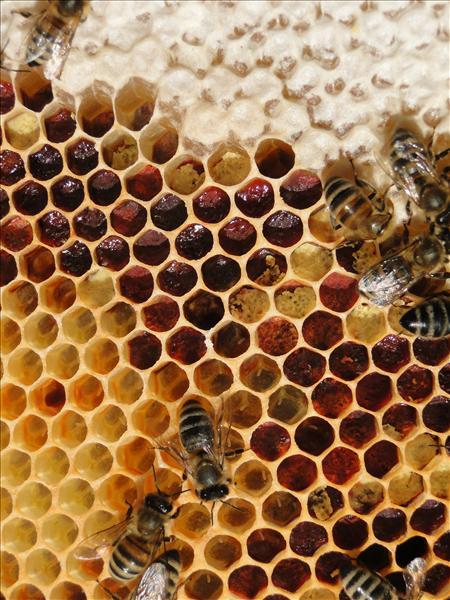 Roter Pollen