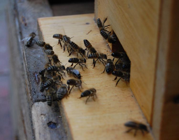 Wegweiser-Bienen