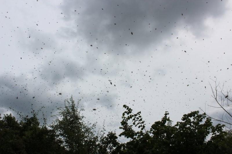Schwarm Wolke