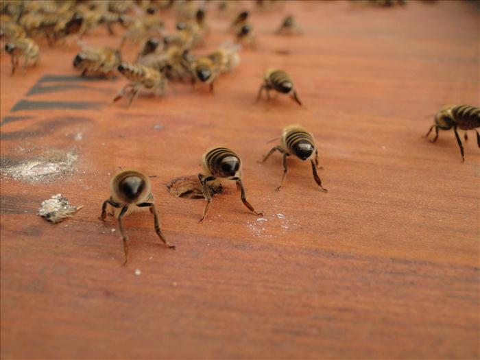 Wegweiser Bienen