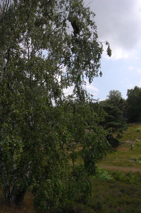 Schwarm hoch oben in Birke