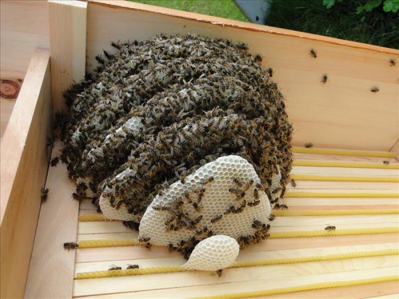 Volk in Bienenkiste