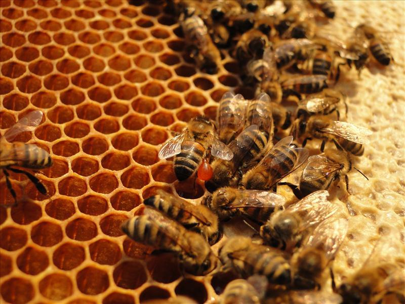 Propolis Biene