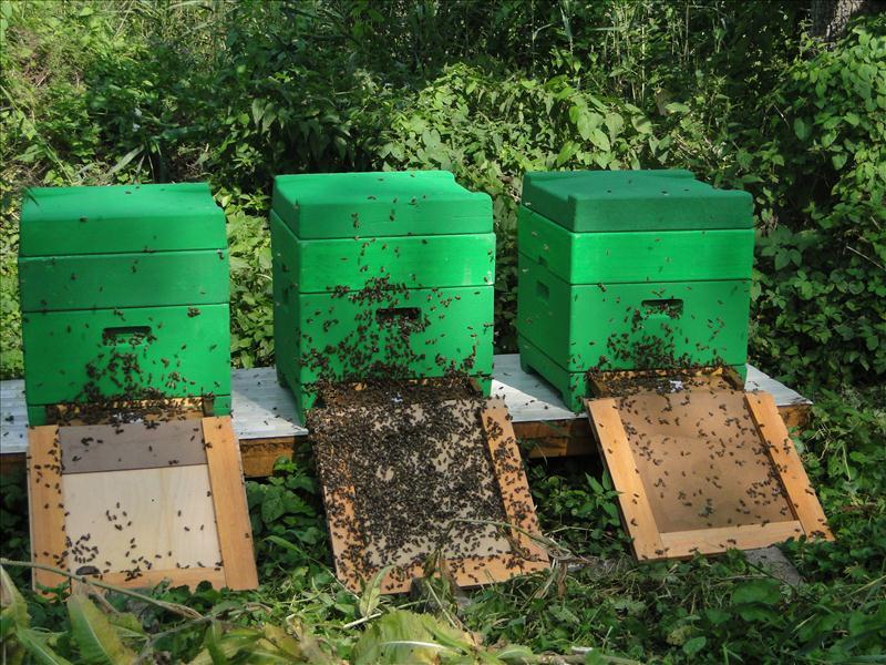 Einzug der Bodenbienen