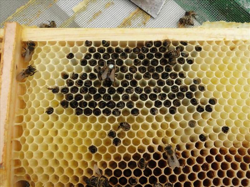 verhungerte Bienen
