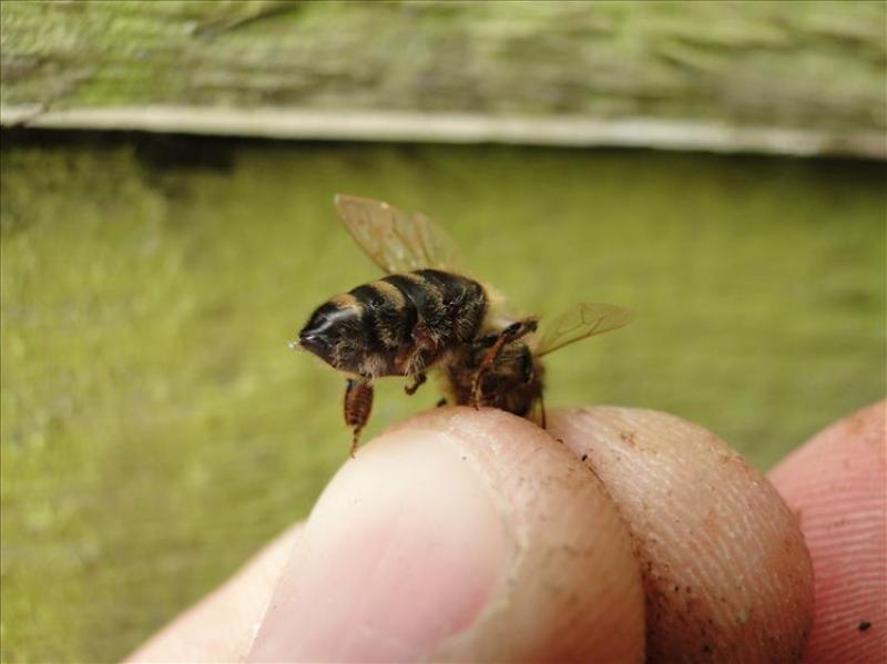 versteckte Varroa