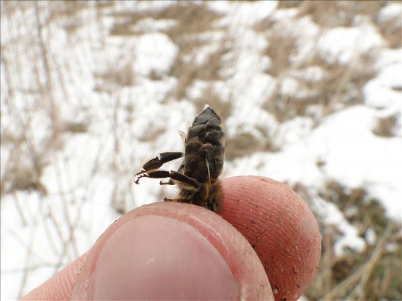 versteckte Varroa
