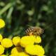 Bienen