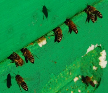 Bienen beim Wasser holen