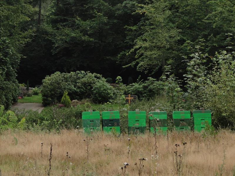 Friedhofsbienen