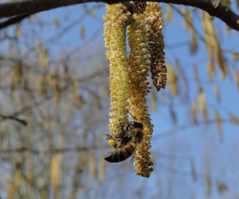 Haselblüte