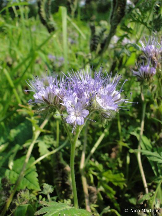 Phacelia