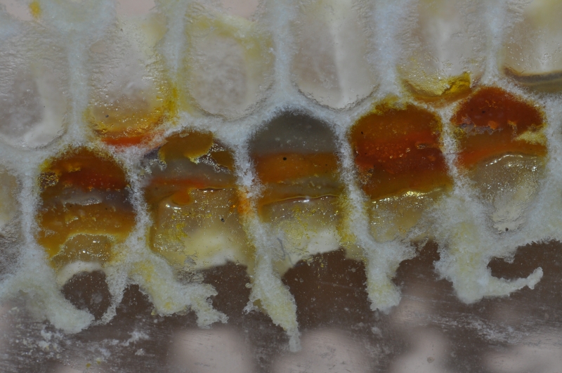 Pollen in mehreren Zellen