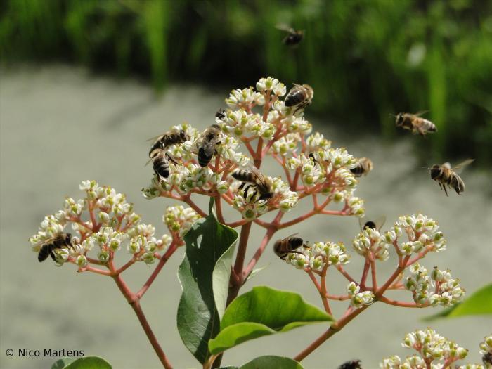Bienenbaum