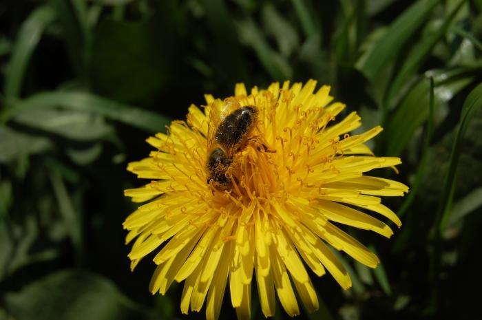 Biene an Löwenzahn