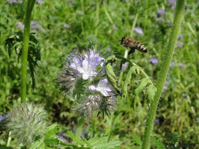 Phacelia Biene