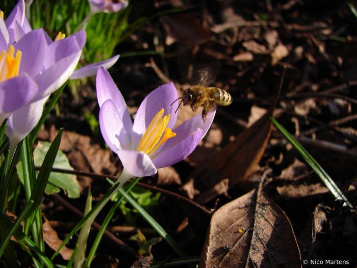 Krokus Biene