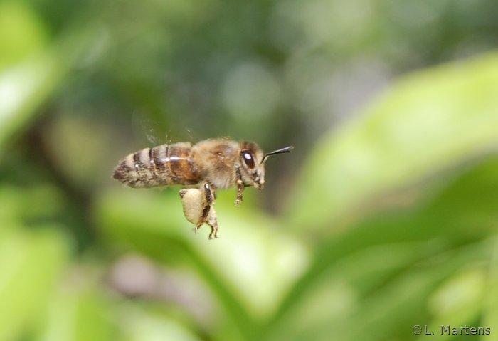 Birnenpollen Flugbiene