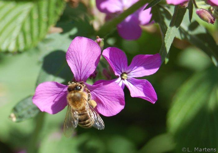 Biene Silberling