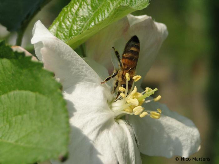 Biene auf Apfel